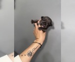 Small #3 French Bulldog