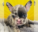 Small #1 French Bulldog