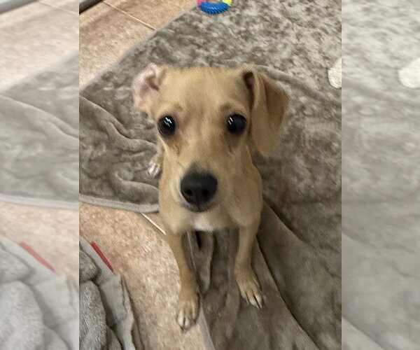 Medium Photo #3 Dachshund-Unknown Mix Puppy For Sale in Osgood, IN, USA