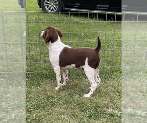 Brittany Puppy for sale in GOOD THUNDER, MN, USA