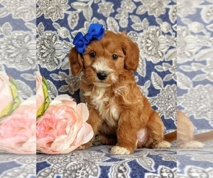 Double Doodle Puppy for sale in NOTTINGHAM, PA, USA