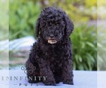 Small #3 Poodle (Miniature)