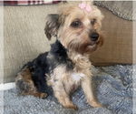 Small Photo #1 Shorkie Tzu Puppy For Sale in SELLERSBURG, IN, USA