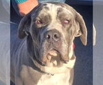 Small Neapolitan Mastiff Mix