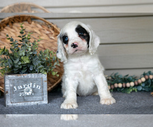 Cocker Spaniel Litter for sale in SEAMAN, OH, USA