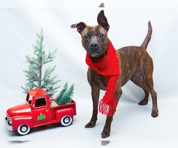 Medium Photo #1 American Pit Bull Terrier Puppy For Sale in Sanford, FL, USA