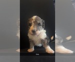 Puppy Dolly Bernedoodle (Miniature)