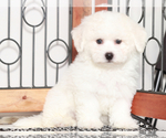 Small #1 Bichon Frise
