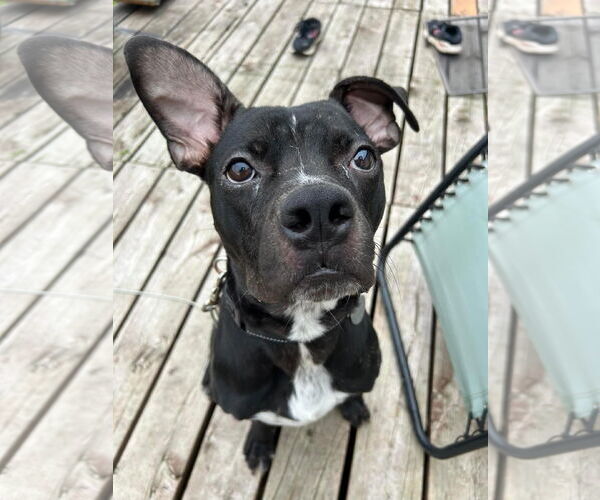 Medium Photo #2 Boxer-Unknown Mix Puppy For Sale in Duluth, MN, USA