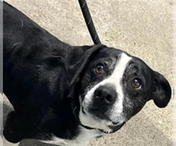 Medium Photo #1 Chihuahua Puppy For Sale in Woodland, CA, USA