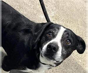 Chihuahua Dogs for adoption in Woodland, CA, USA