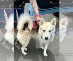 Sutton - Male Siberian Husky Dog for Adoption - Small photo