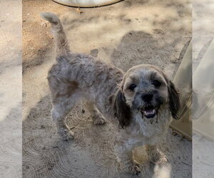 Chuy - Female Lhasa-Poo Dog for Adoption - Photo #3