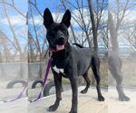 Small #1 Mutt