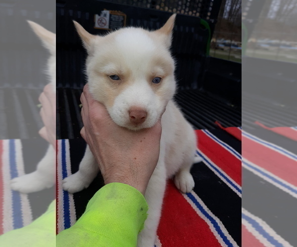 Medium Photo #1 Siberian Husky Puppy For Sale in LONG EDDY, NY, USA
