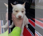Small Photo #1 Siberian Husky Puppy For Sale in LONG EDDY, NY, USA