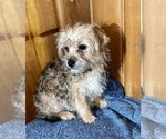 Small Photo #3 Morkie Puppy For Sale in SILVER LAKE, IN, USA