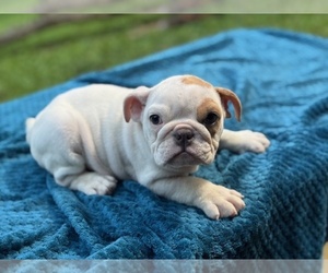 English Bulldog Puppy for sale in POWHATAN, VA, USA
