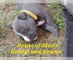 Small Photo #6 American Pit Bull Terrier Puppy For Sale in DELAWARE, OH, USA