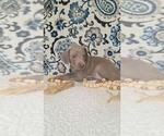 Small Photo #12 Weimaraner Puppy For Sale in LEWISBURG, KY, USA
