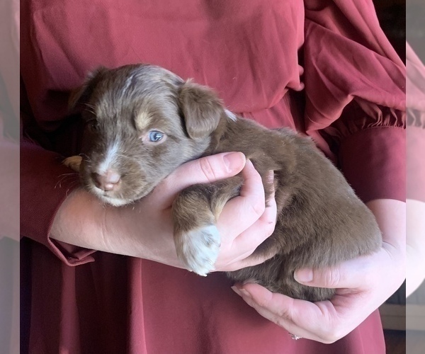 Medium Photo #6 Australian Shepherd Puppy For Sale in CHARLESTON, SC, USA