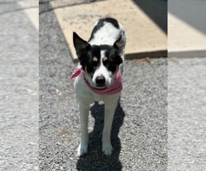Border Collie-Unknown Mix Dogs for adoption in Low Moor, VA, USA