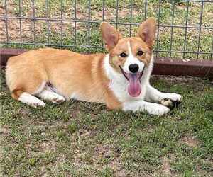 Father of the Pembroke Welsh Corgi puppies born on 09/22/2023