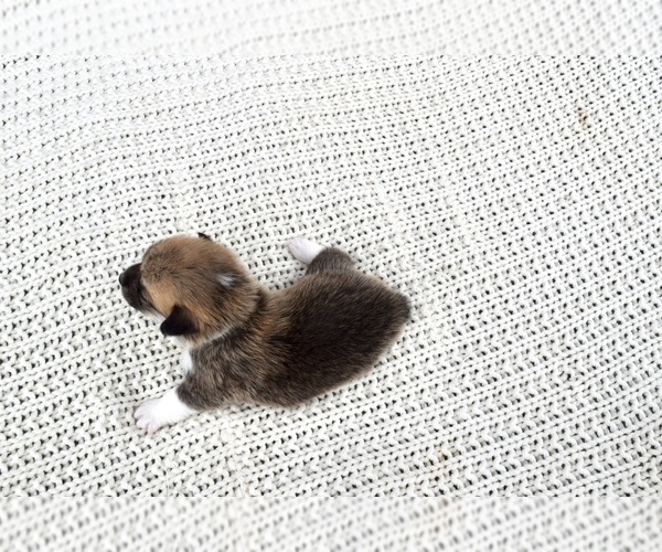 Medium Photo #10 Pembroke Welsh Corgi Puppy For Sale in SOULSBYVILLE, CA, USA