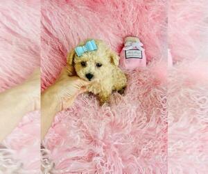 Poodle (Toy) Puppy for sale in BOSTON, MA, USA