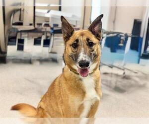 German Shepherd Dog-Unknown Mix Dogs for adoption in Santa Rosa, CA, USA