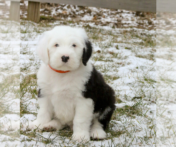 Medium Photo #4 Old English Sheepdog Puppy For Sale in GOSHEN, IN, USA