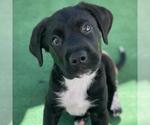 Small #8 Labrador Retriever Mix