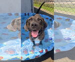 Small Photo #4 Labrador Retriever-Unknown Mix Puppy For Sale in Rockaway, NJ, USA