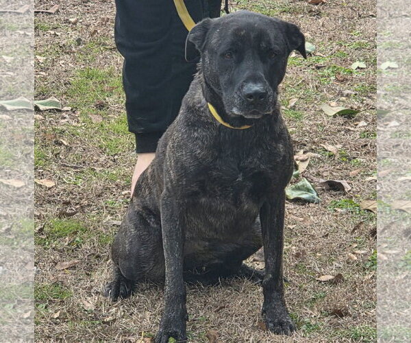 Medium Photo #2 Mutt Puppy For Sale in Yardley, PA, USA