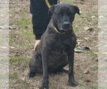 Small Photo #2 Mutt Puppy For Sale in Yardley, PA, USA