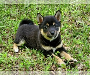 Shiba Inu Puppy for sale in CLARK, MO, USA