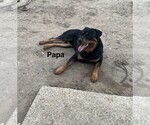 Small Photo #1 Rottweiler Puppy For Sale in FORT WORTH, TX, USA
