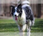 Small #8 Border Collie