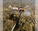 Small #1 Colonial Cocker Spaniel-Poodle (Standard) Mix