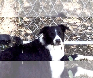 Mother of the Border Collie puppies born on 11/23/2022