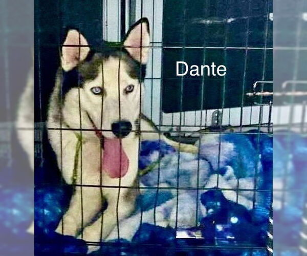 Medium Photo #2 Siberian Husky Puppy For Sale in Cedar Crest, NM, USA