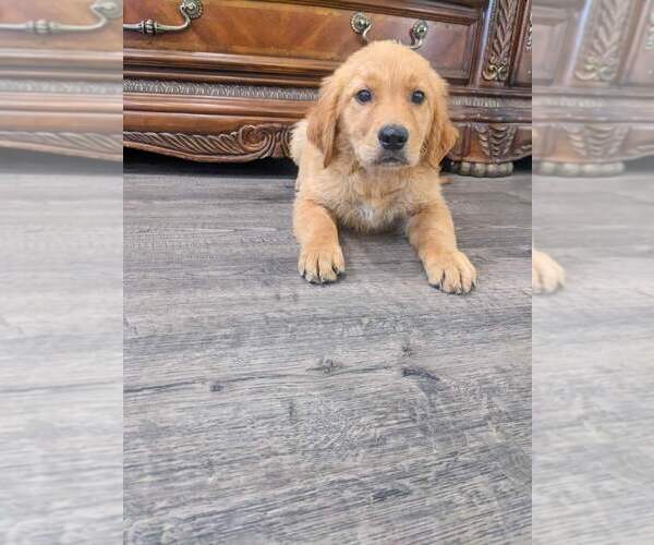 Medium Photo #18 Golden Retriever Puppy For Sale in CITRUS HEIGHTS, CA, USA