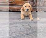 Small #17 Golden Retriever