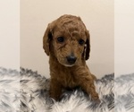 Small #5 Poodle (Miniature)