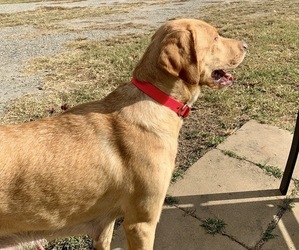 Mother of the Labrador Retriever puppies born on 05/24/2025