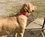 Small Photo #1 Labrador Retriever Puppy For Sale in SPOTSYLVANIA, VA, USA