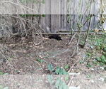 Small Photo #13 Collie-Labrador Retriever Mix Puppy For Sale in Sebec, ME, USA
