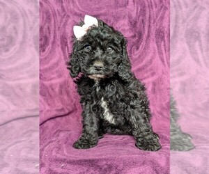 Cock-A-Poo Puppy for sale in BIRD IN HAND, PA, USA