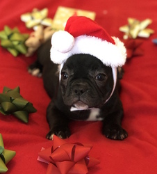 French Bulldog Puppy for sale in CHARLESTON, SC, USA