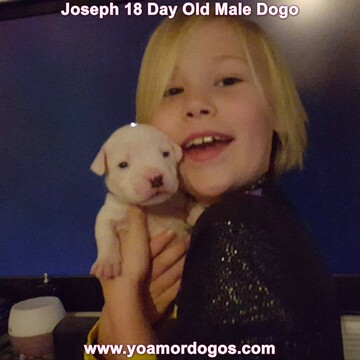 Medium Photo #44 Dogo Argentino Puppy For Sale in PINEVILLE, MO, USA